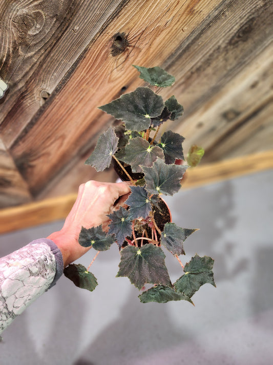 Begonia Rex 'Black Velvet'
