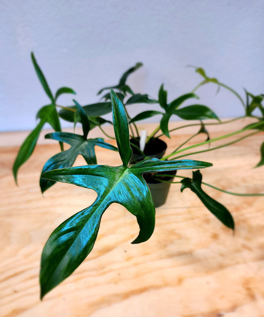 Philodendron Pedatum (Glad Hands)
