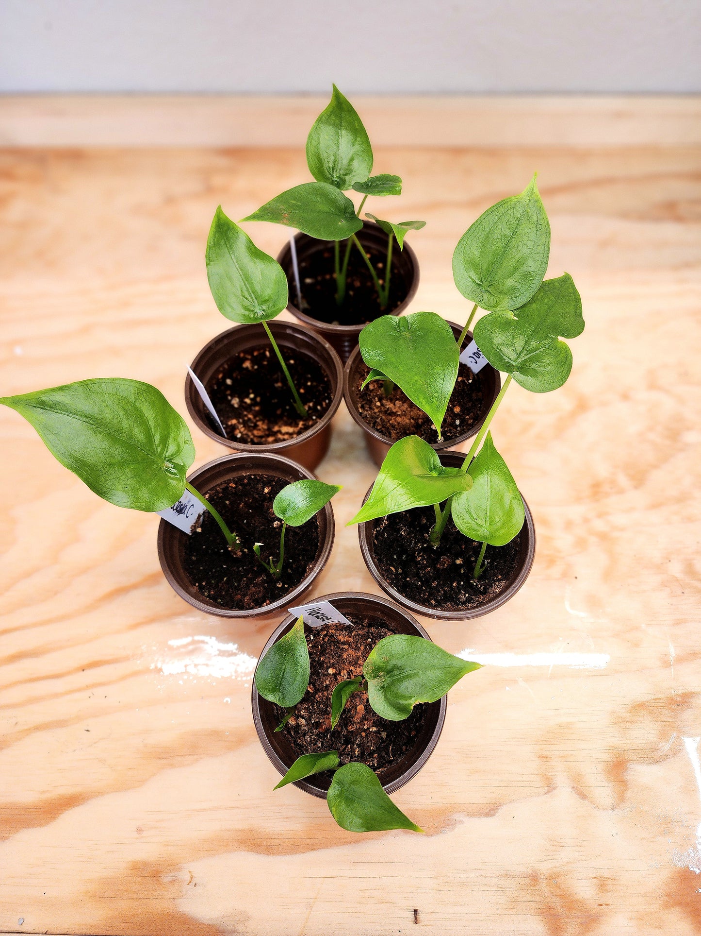 Alocasia Cucullata (Chinese Taro Plant)