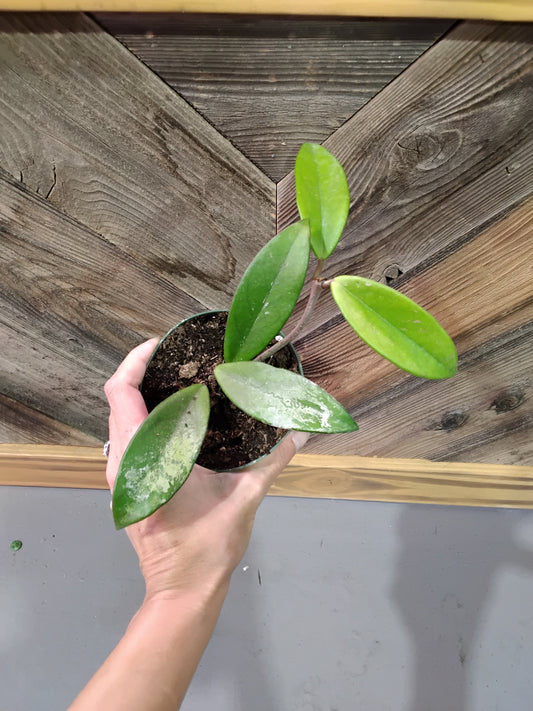 Hoya Pubicalyx "Red Buttons"