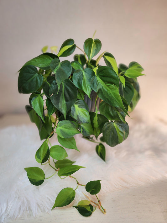 Philodendron Hederaceum 'Brasil'  (Philodendron Brasil)