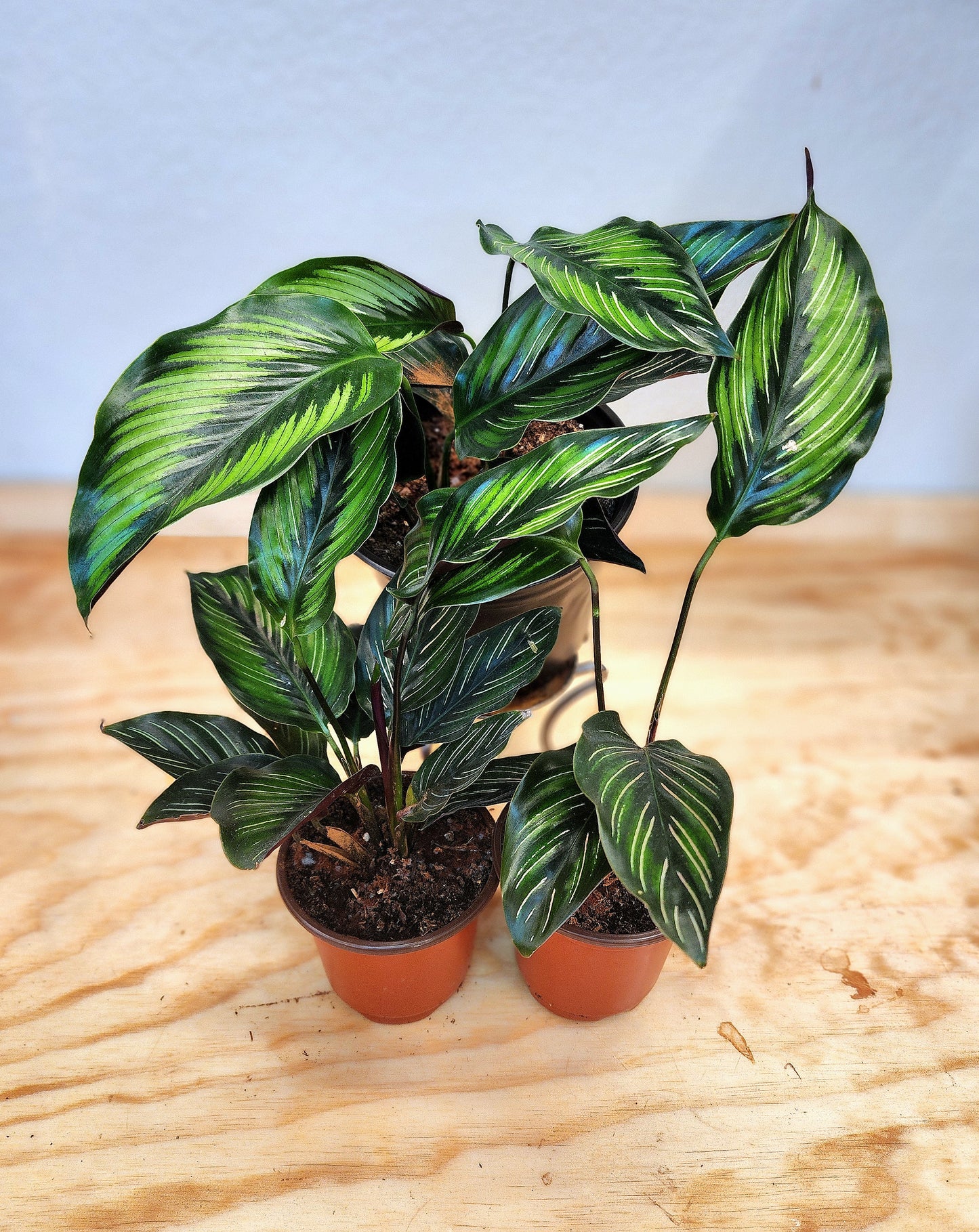 Calathea Ornata (Pinstripe Plant)
