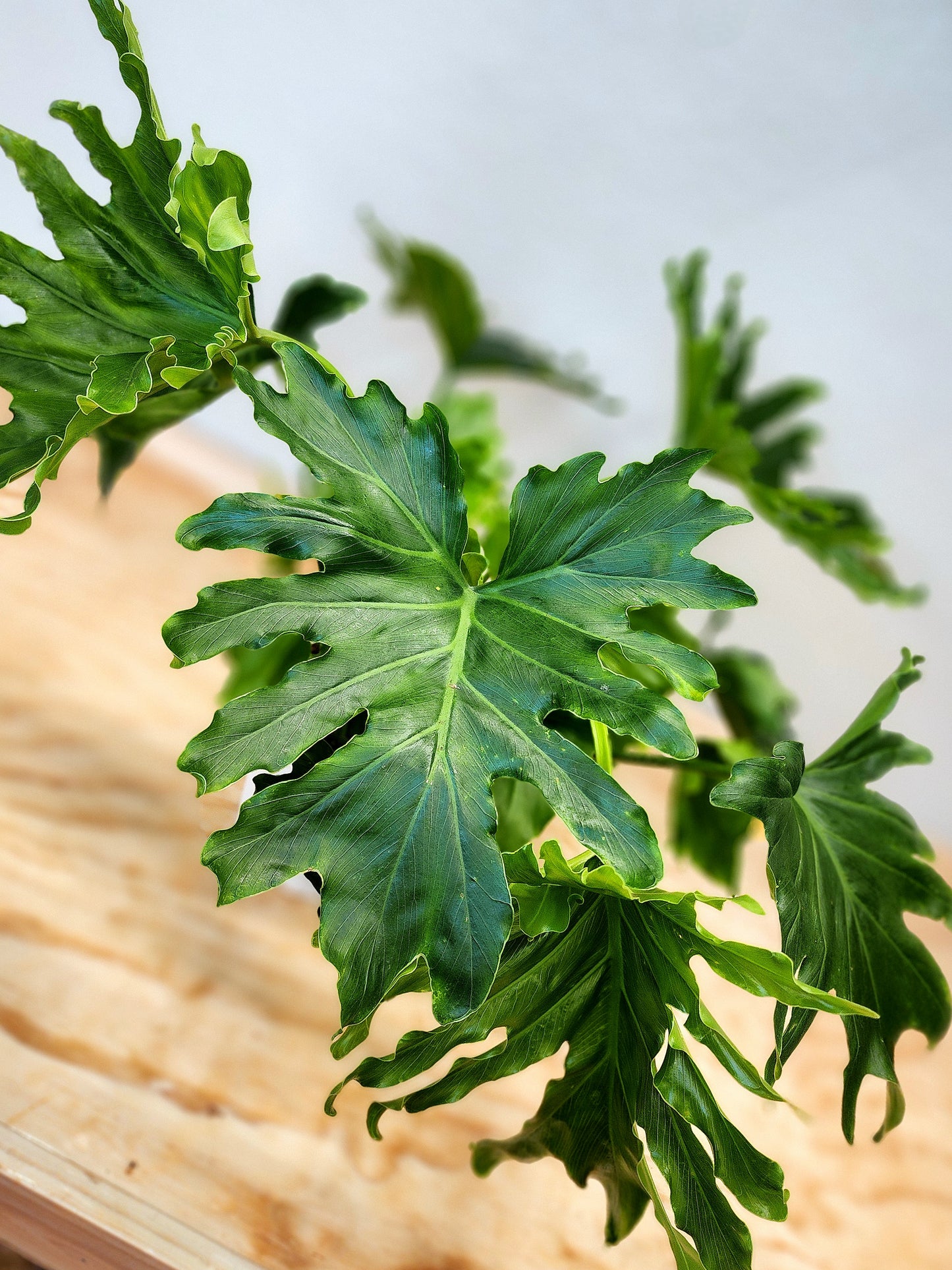 Thaumatophyllum Bipinnatifidum (Tree Philodendron)