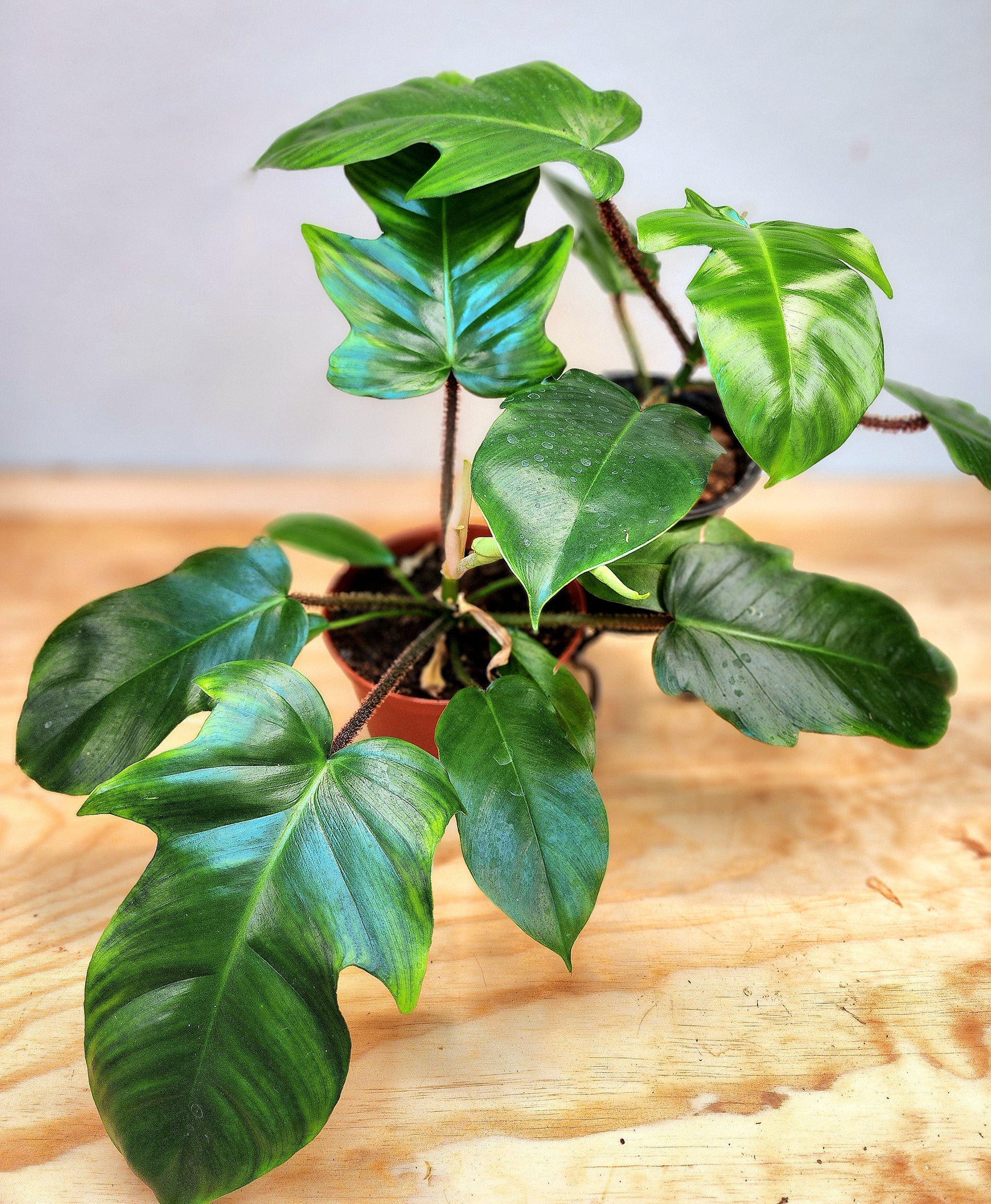 philodendron squamiferum price Philodendron Squamiferum – Nature's Gems