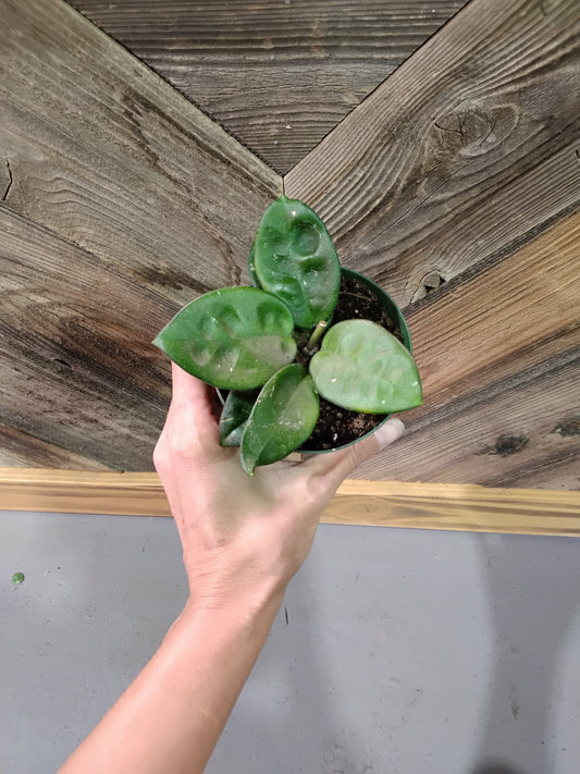 Hoya Carnosa "Chelsea"