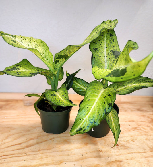 Diffenbachia Camouflage (Dumb Cane)