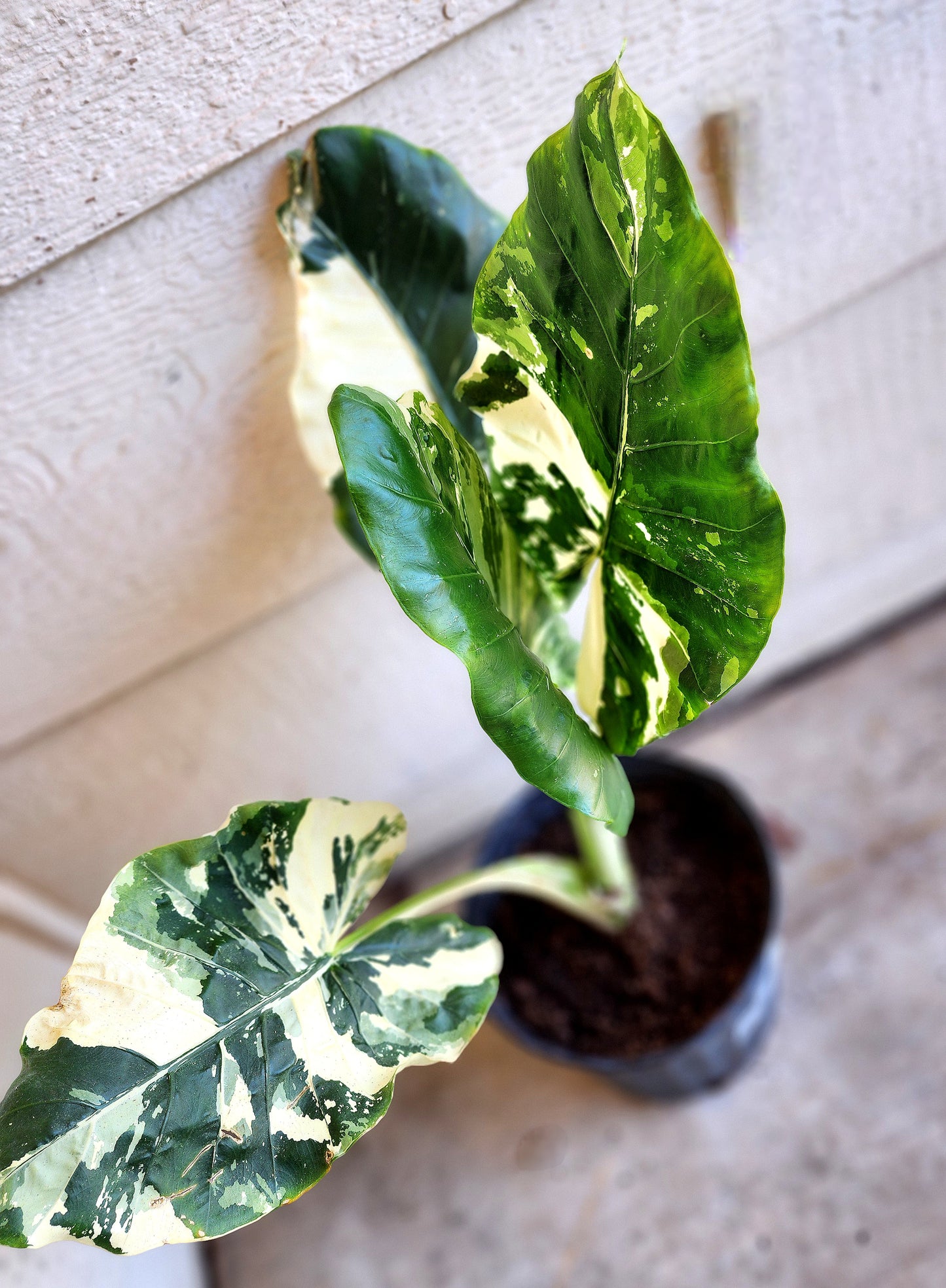 Alocasia Macrorrhiza Variegata (Variegated Elephant Ear Alocasia)