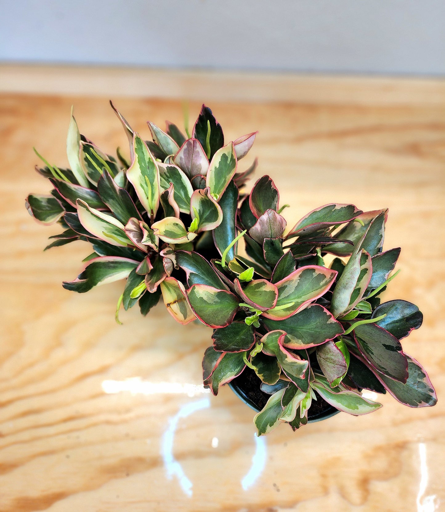 Peperomia Clusiifolia (Rainbow Ginny Peperomia)