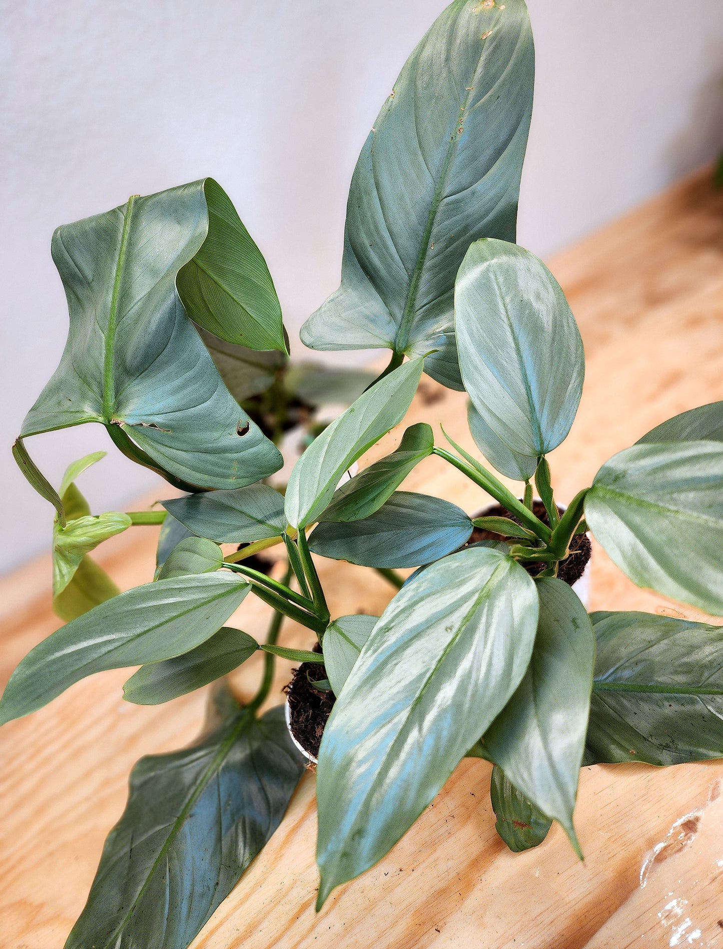 Silver Sword Philodendron