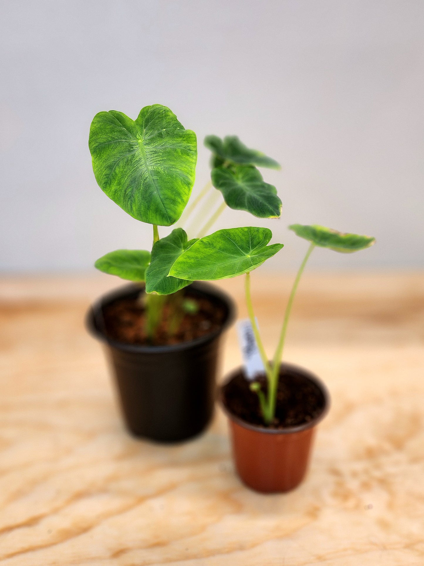 Alocasia Macrorrhizos (Elephant Ear Alocasia)