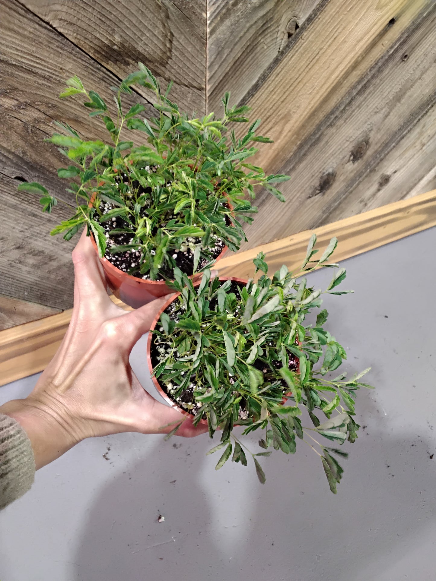 Mimosa Pudica (Shameplant)