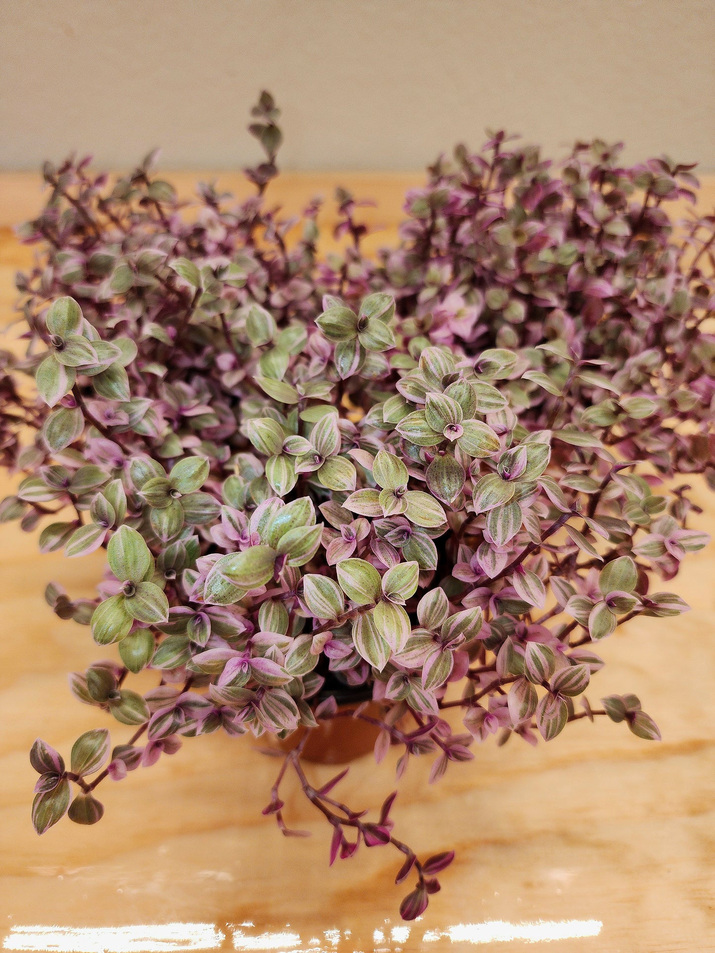 Callisia Repens (Creeping inch-plant)