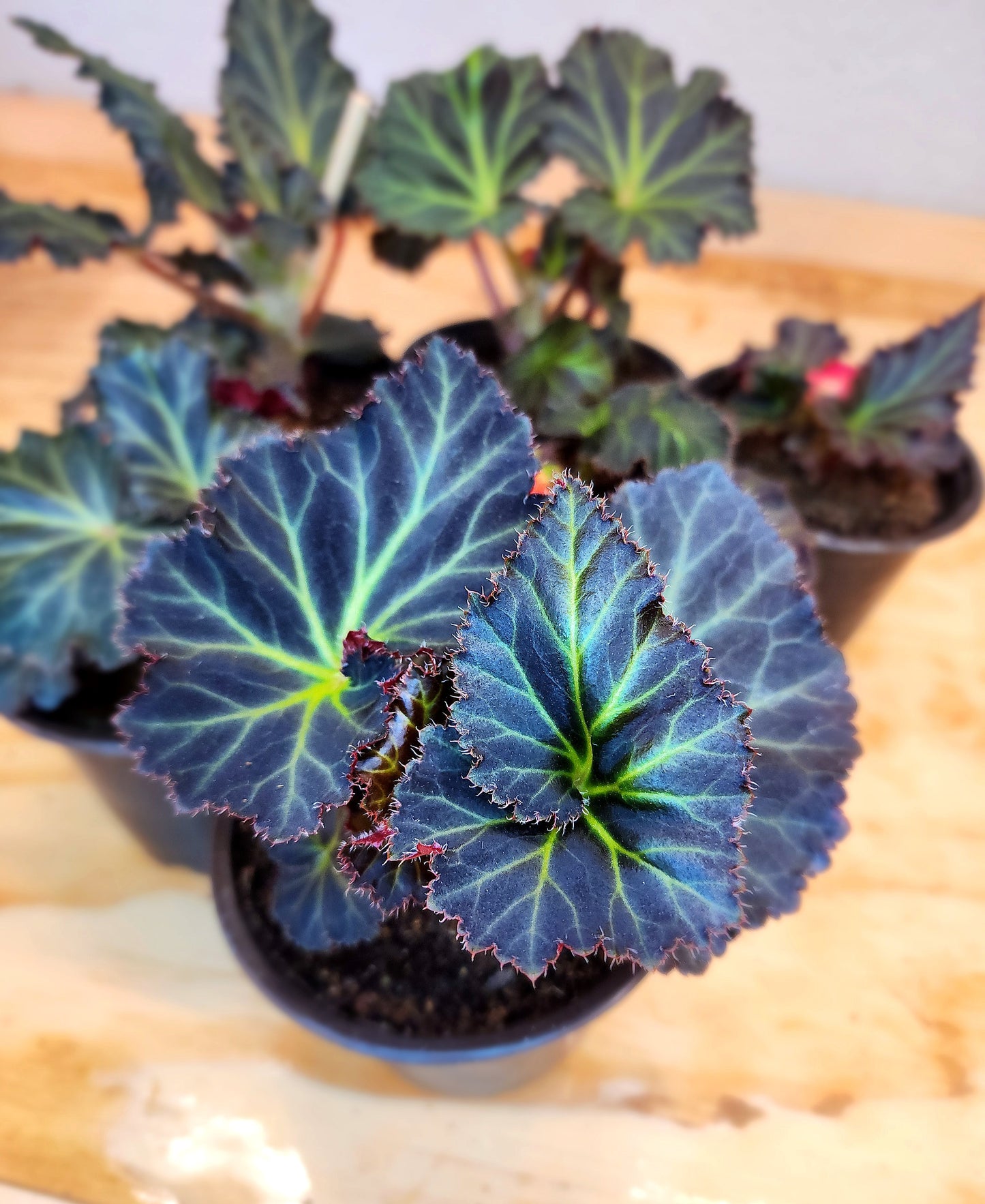 Begonia Tuberhybrida (Begonia Mocca Cherry)