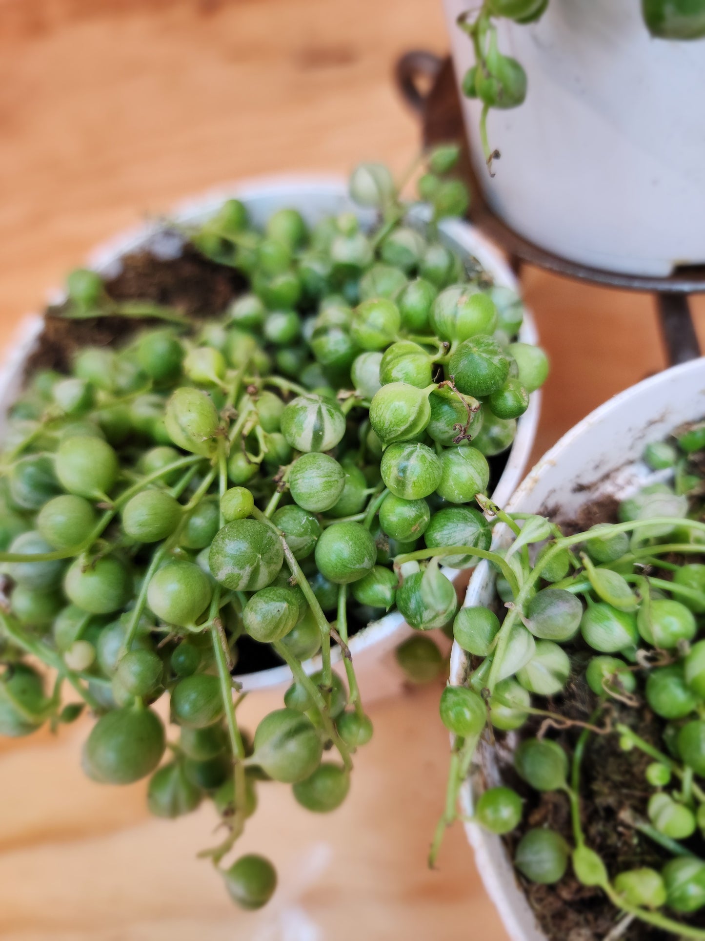 Curio Rowleyanus f. Variegatus (Variegated String of Pearls)