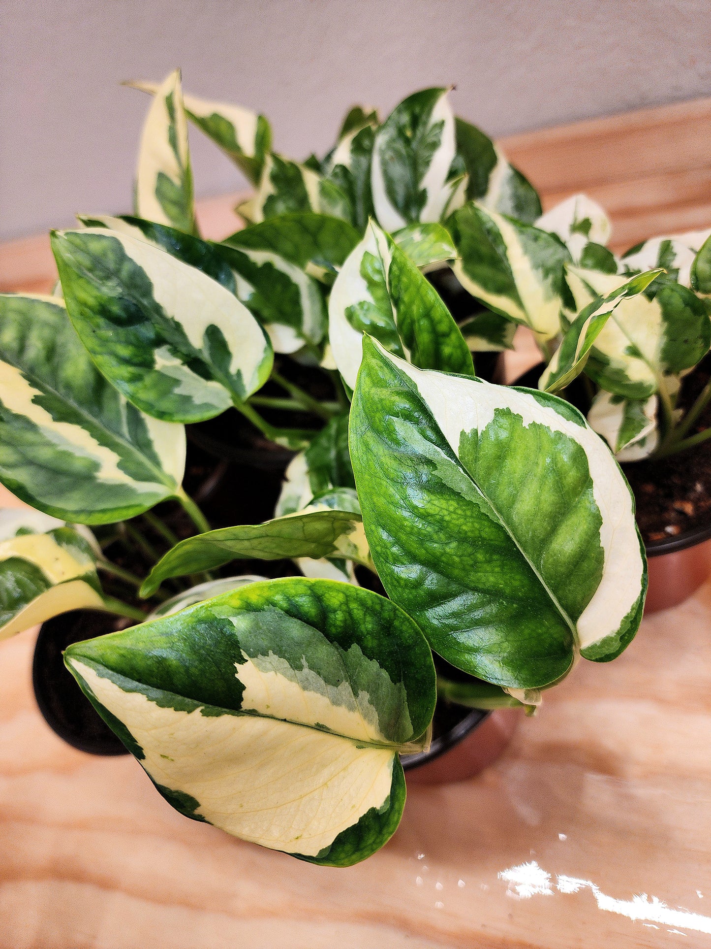 Epipremnum Aureum 'N'Joy (Pothos n' Joy)