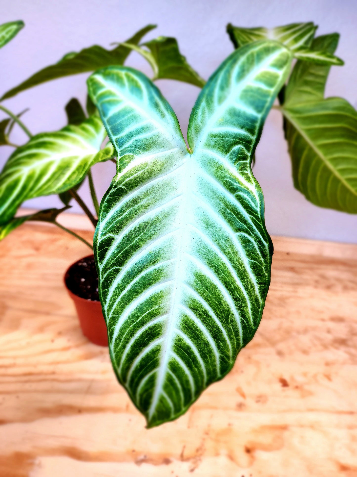 Phyllotaenium Lindenii (Angel's Wing)