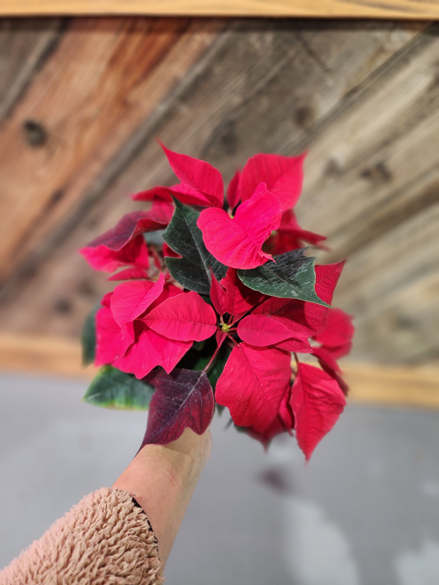 Poinsettia