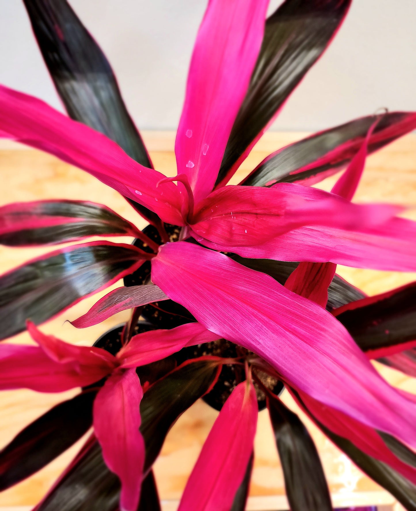Cordyline Fruticosa (Ti Plant)