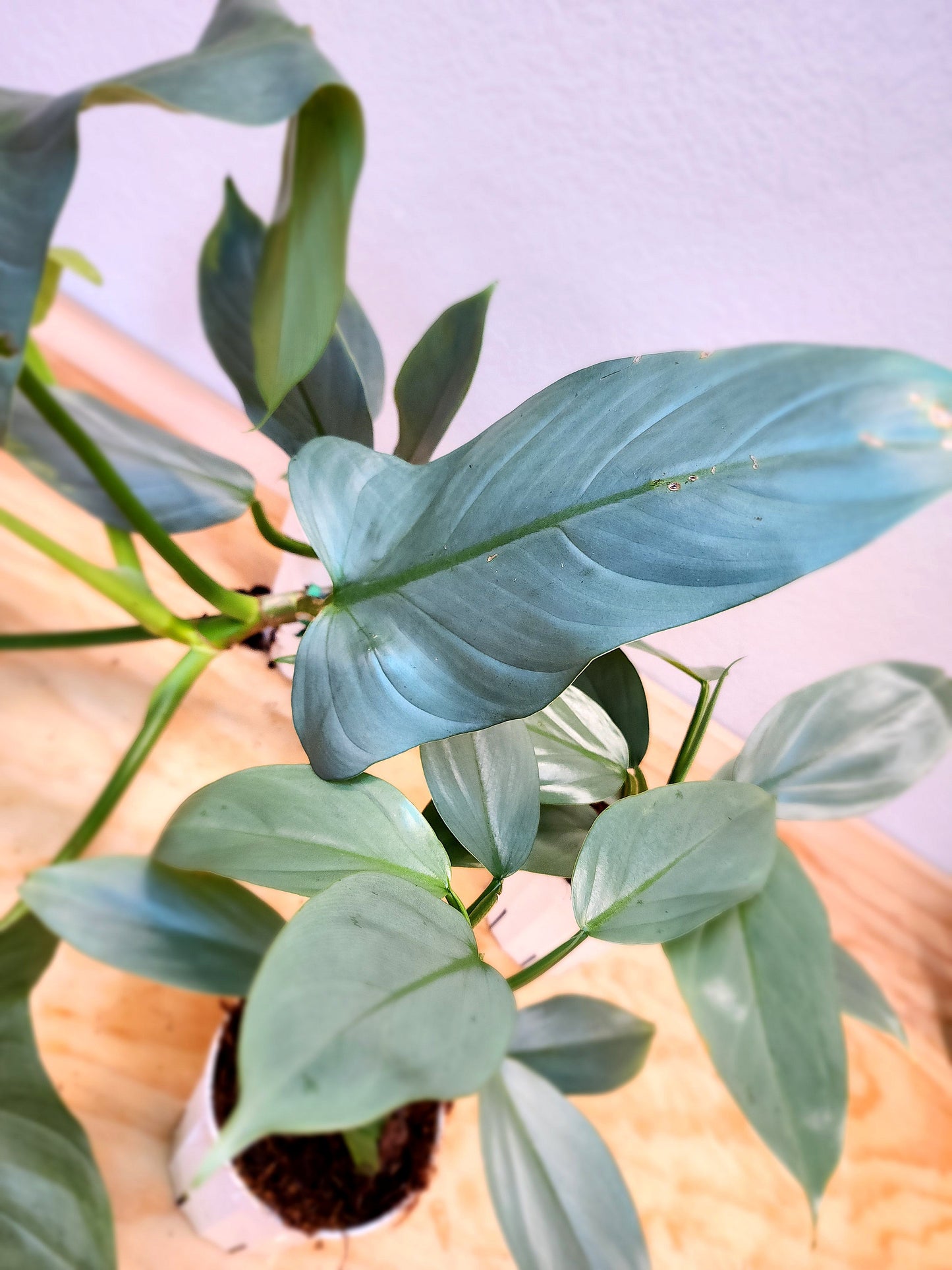 Silver Sword Philodendron