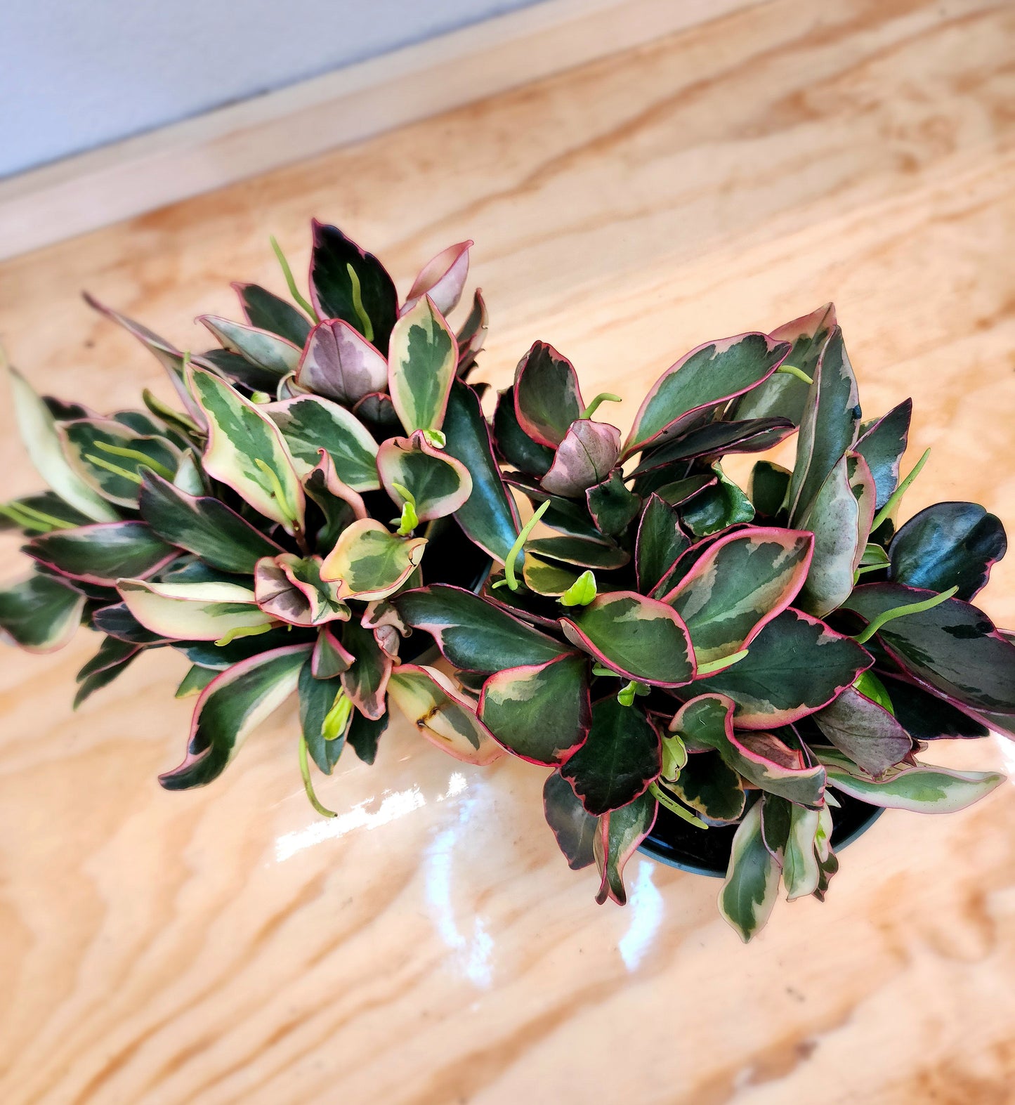 Peperomia Clusiifolia (Rainbow Ginny Peperomia)