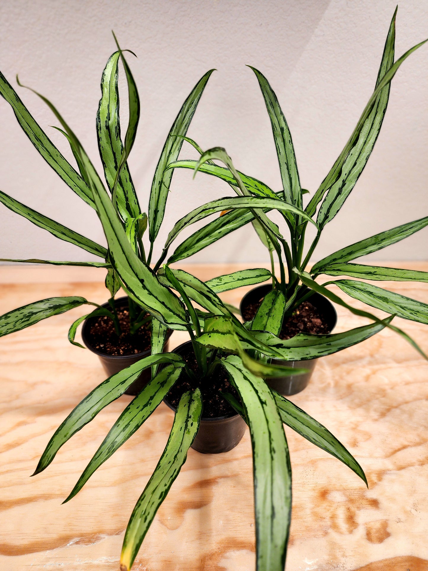Aglaonema Cutlass (Chinese Evergreen)