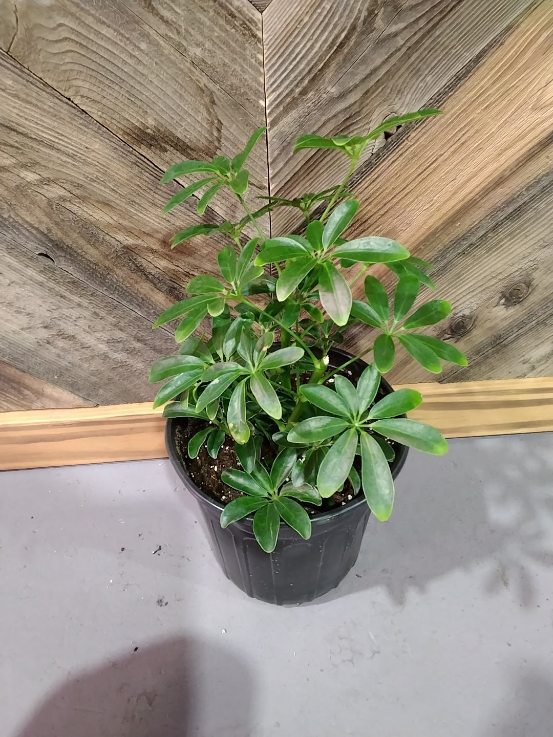 Schefflera Actinophylla (Umbrella Tree)