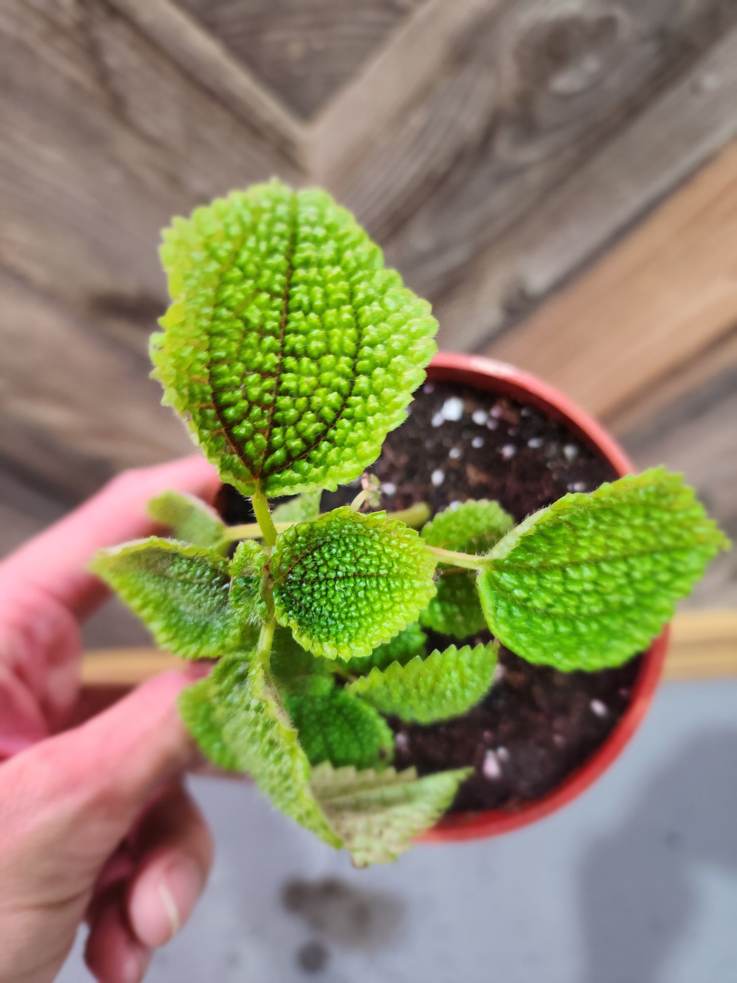 Pilea Involucrata (Friendship Plant)
