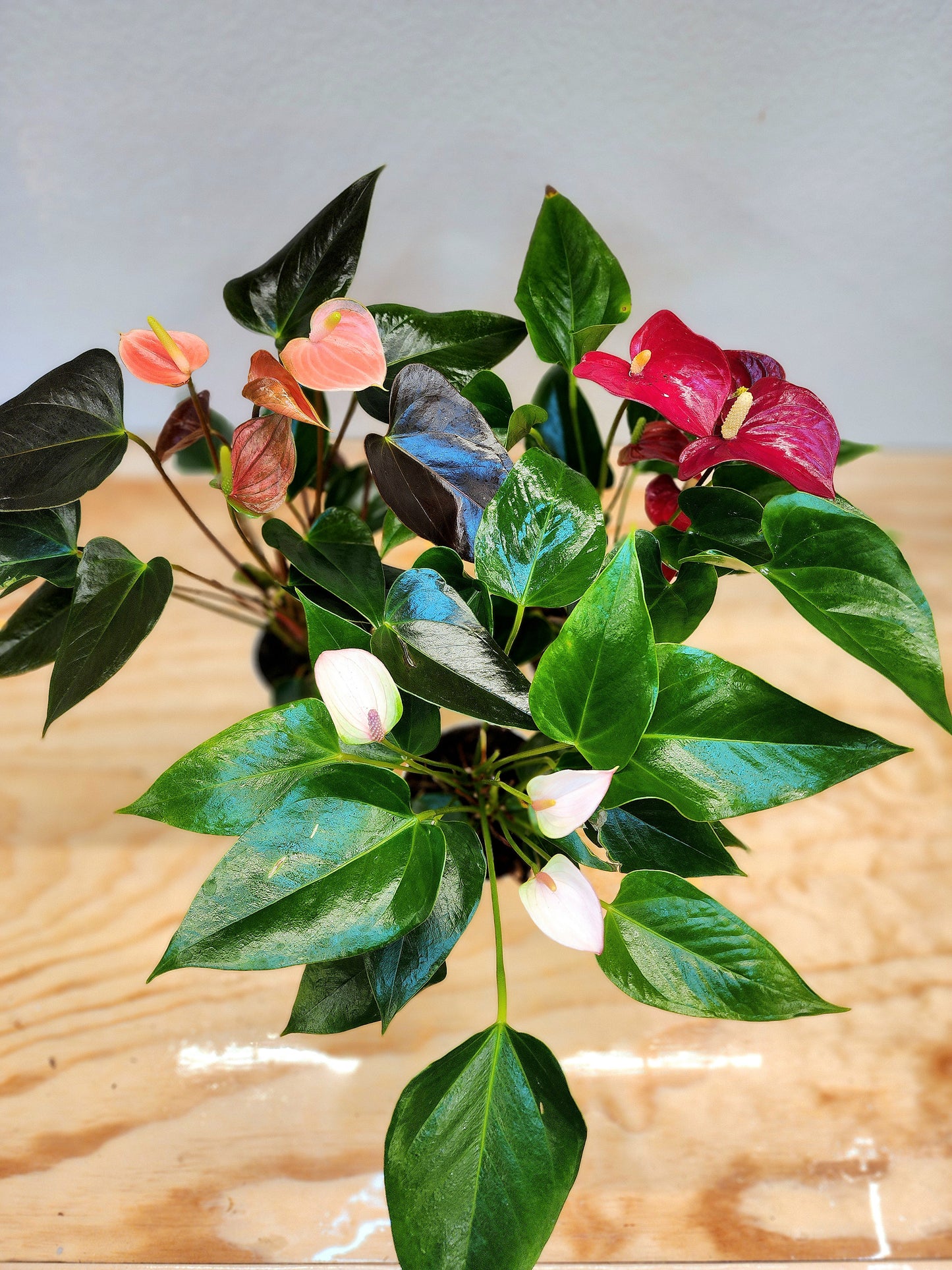 Anthurium Andraeanum (Flamingo Lily)