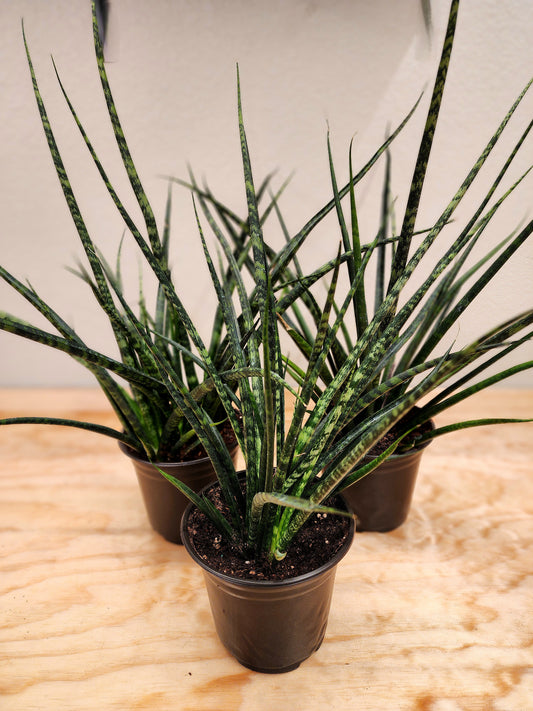 Sanseveria Fernwood Mikado (Fernwood Snake Plant)