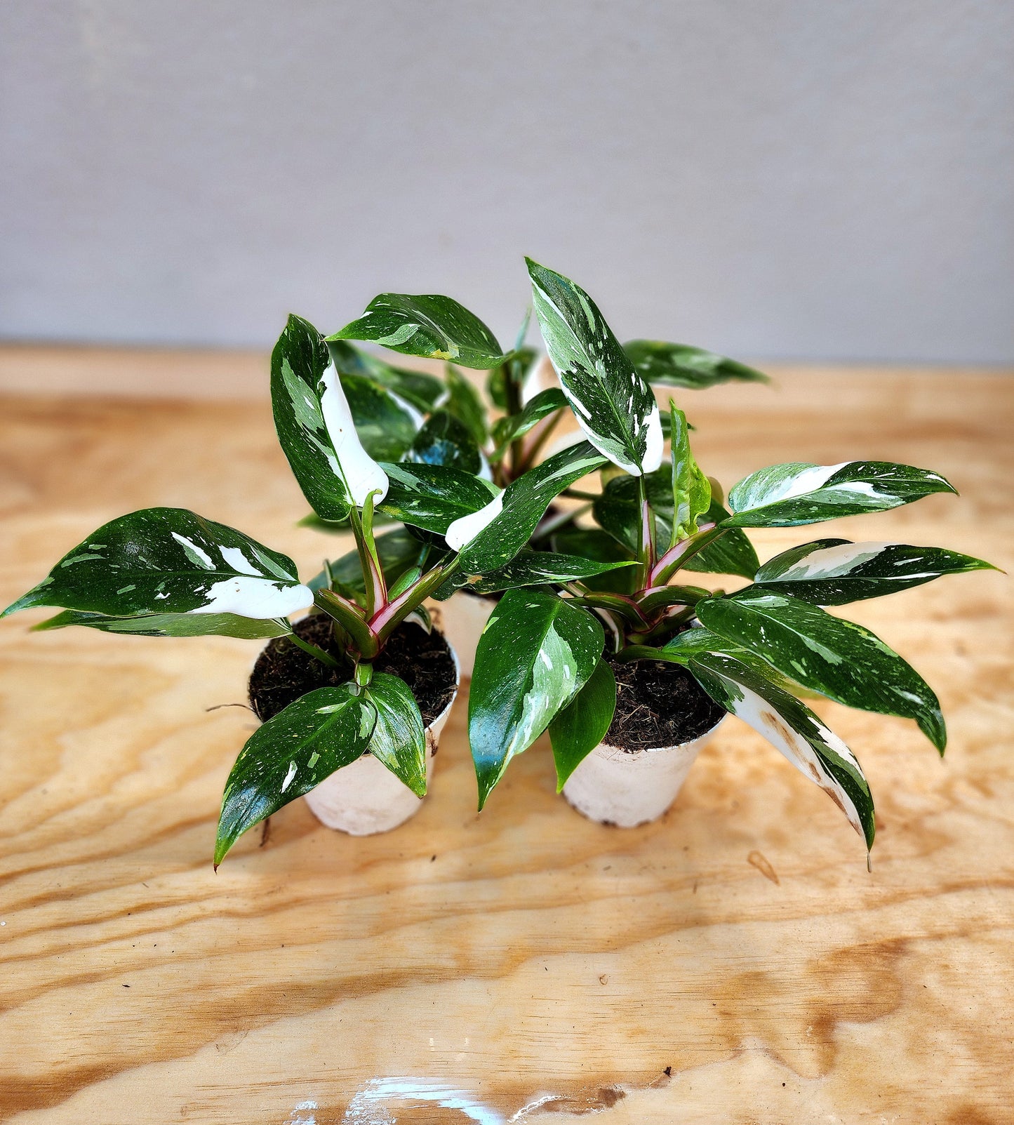 Philendron Erubescens (WHITE Princess)