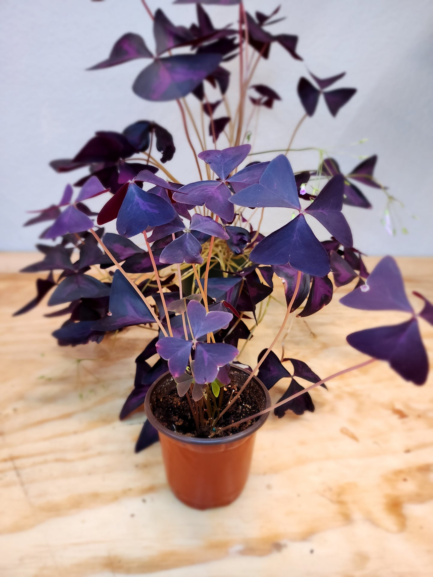 Oxalis Triangularis (Purple Shamrock Plant)