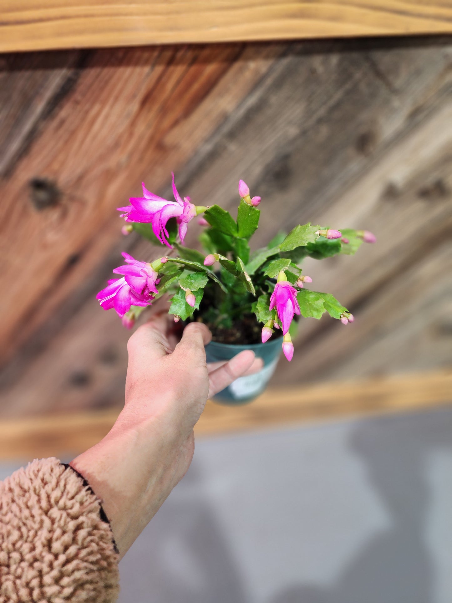 Christmas Cactus