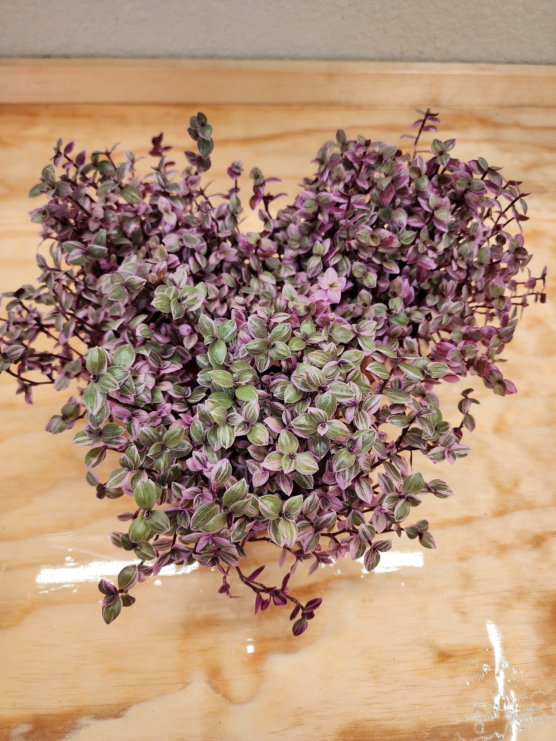 callisia succulent Callisia Repens (Creeping inch-plant) – Nature's Gems