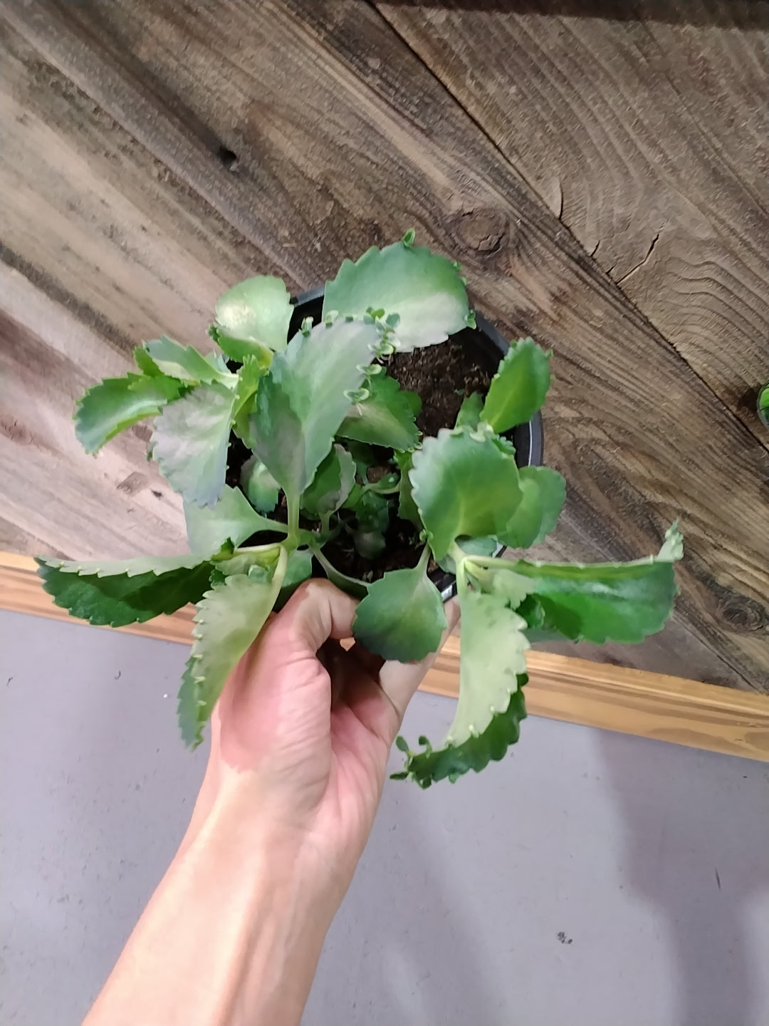 Kalanchoe Laetivirens 'Mother of Thousands'