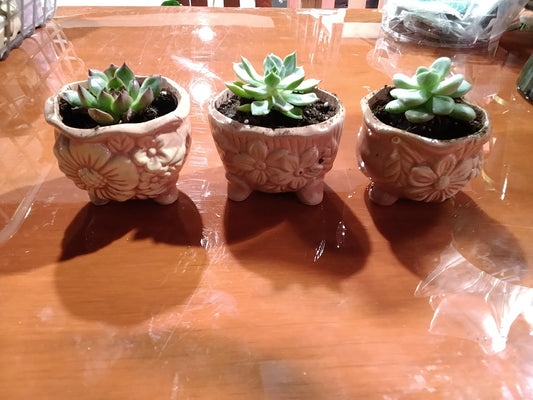 Small Succulent Pot (with succulent)