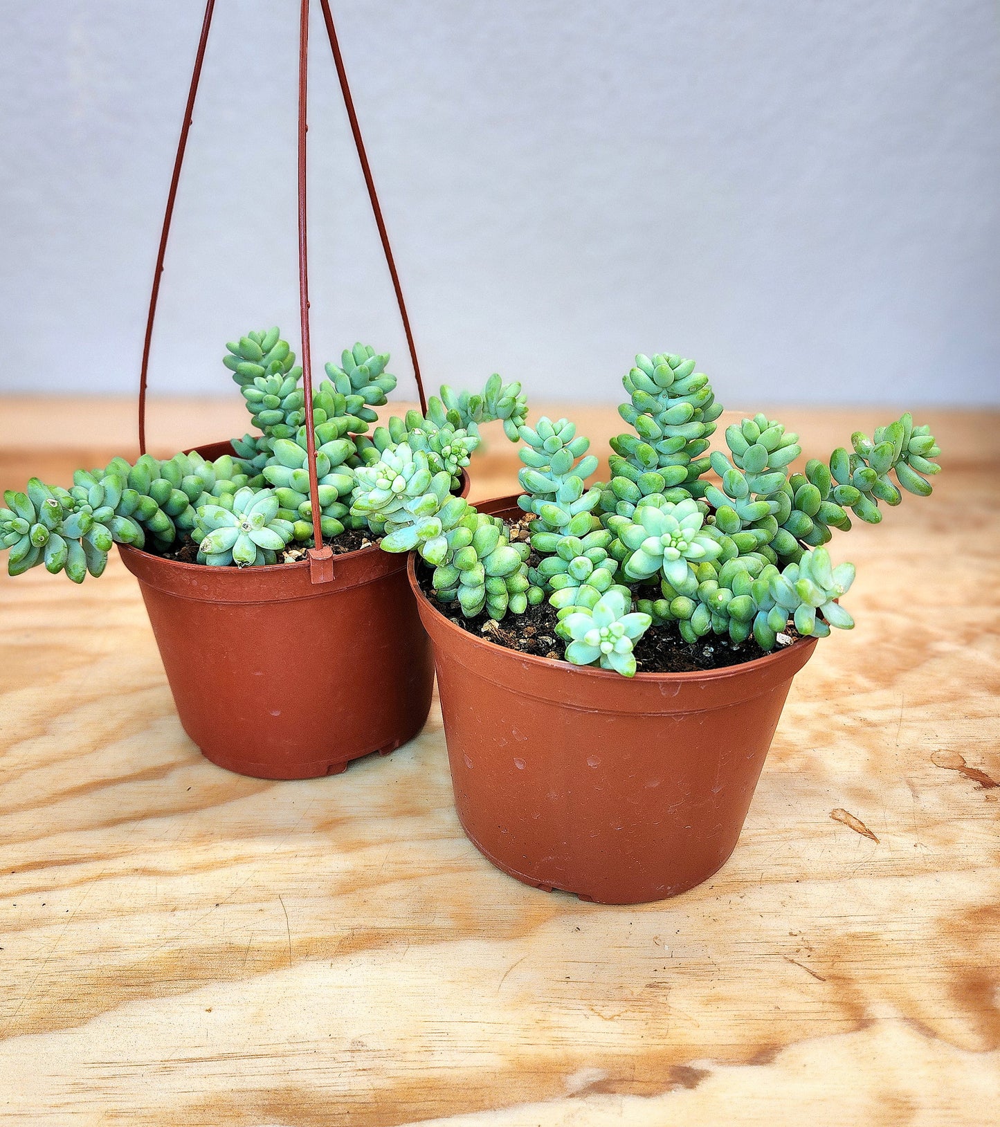 Sedum Sorganianum (Burros Tail Succulent)
