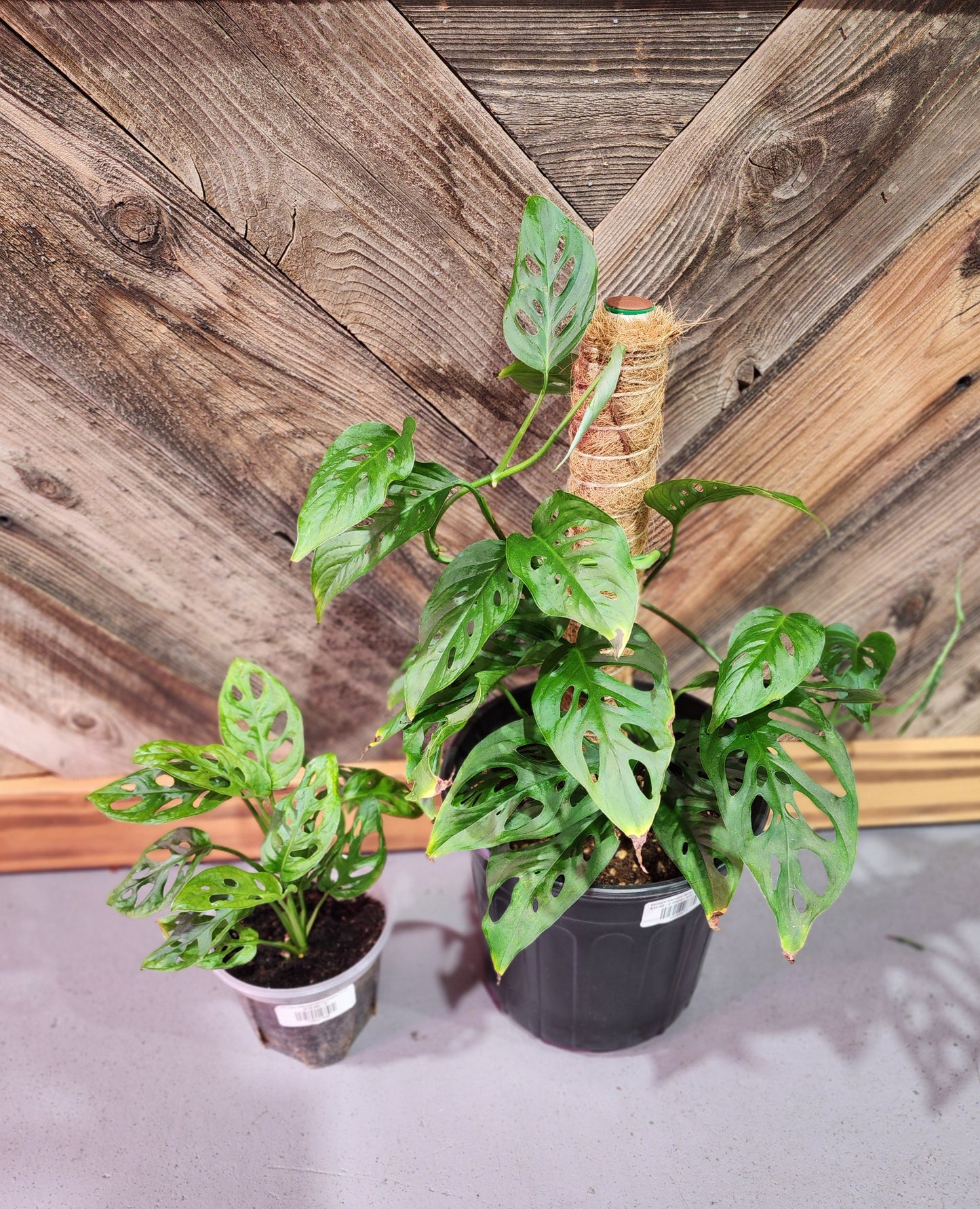 Monstera Adansonii (Swiss Cheese Plant)