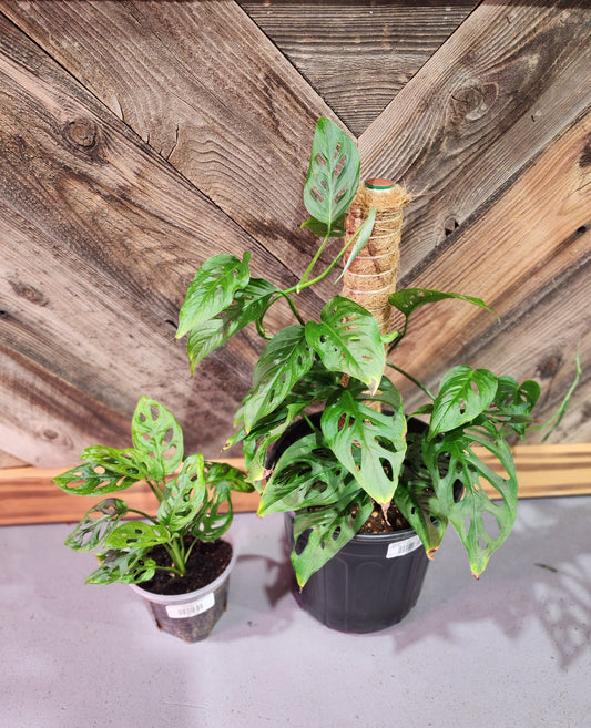 Monstera Adansonii (Swiss Cheese Plant)