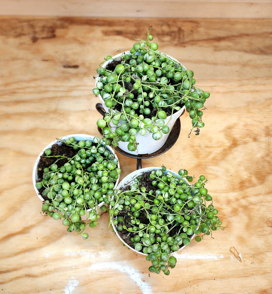 Curio Rowleyanus f. Variegatus (Variegated String of Pearls)