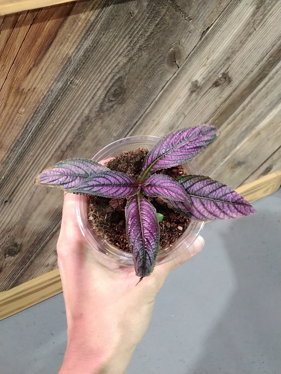 Strobilanthes Dyeriana (Persian Shield)