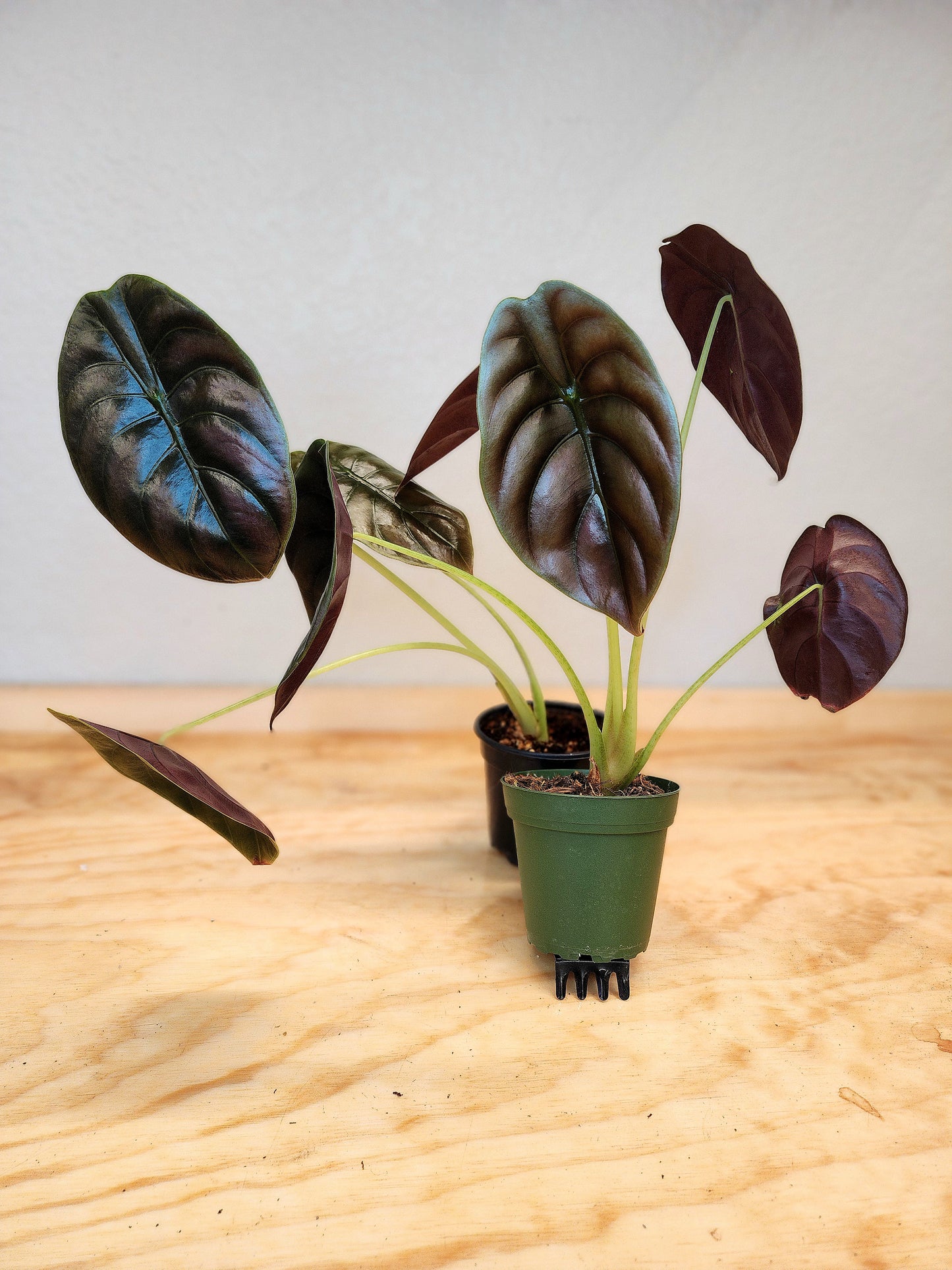 Alocasia Cupria