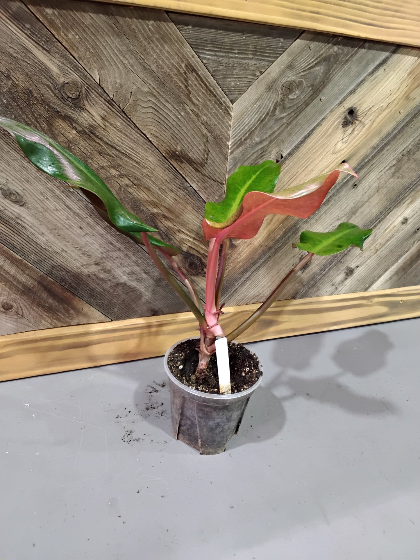 Philodendron Orange Marmalade 'Quadcolor'