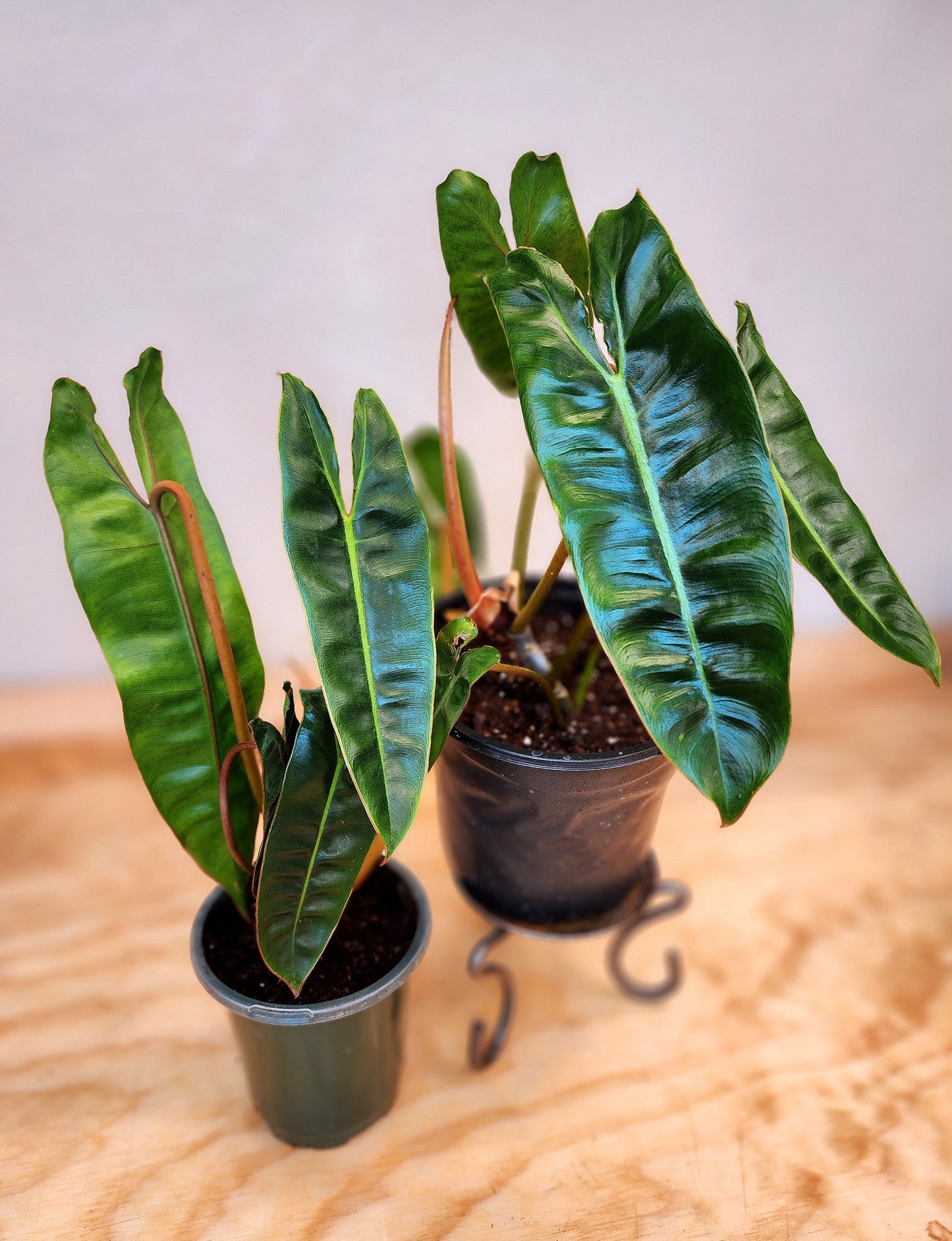 Philodendron Billietiae