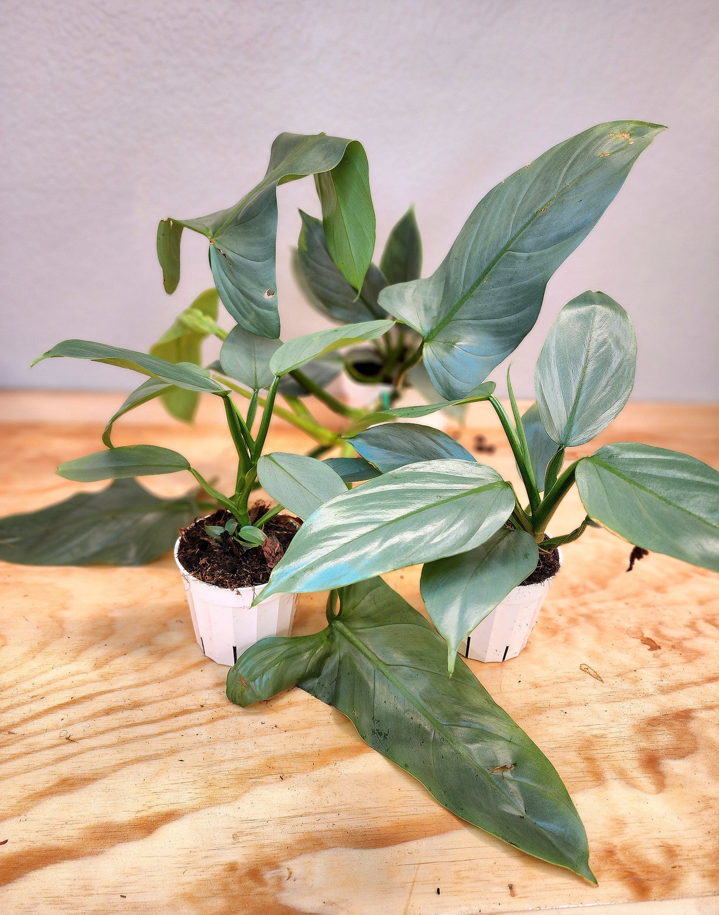 Silver Sword Philodendron