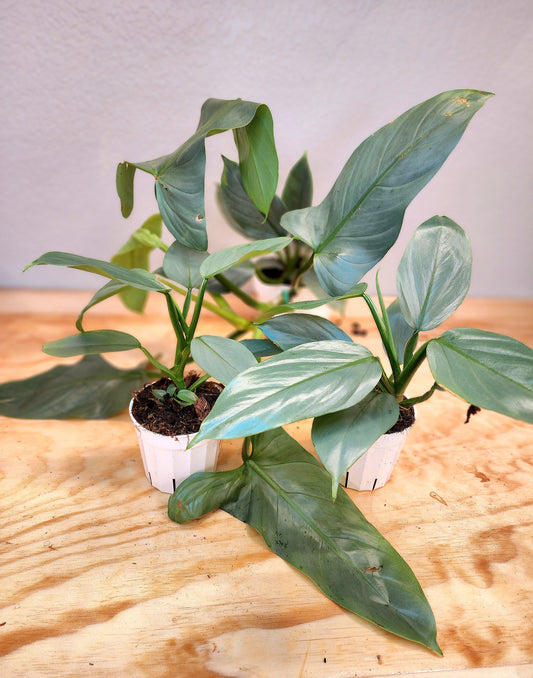 Silver Sword Philodendron
