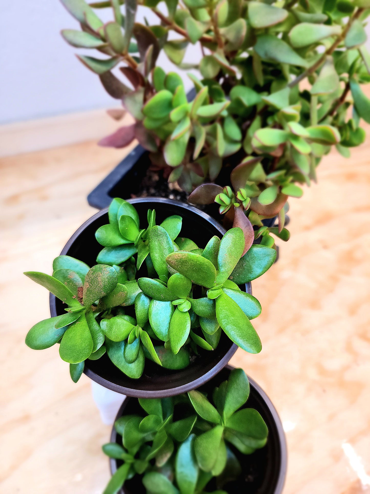 Crassula Ovata (Jade Plant)
