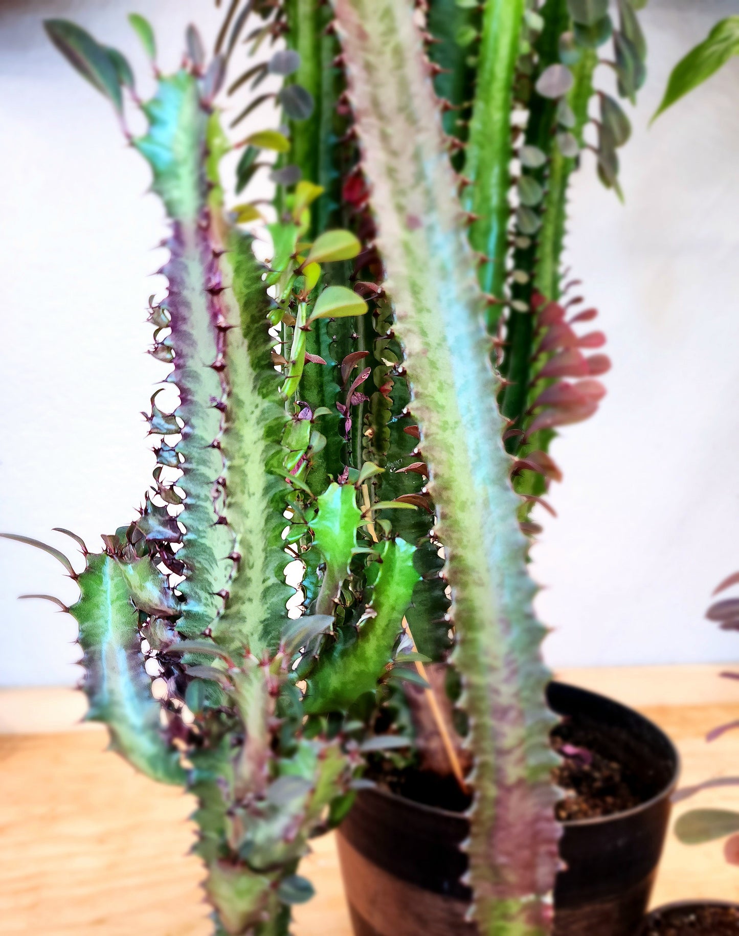 Euphorbia Trigona (African Milk Tree)