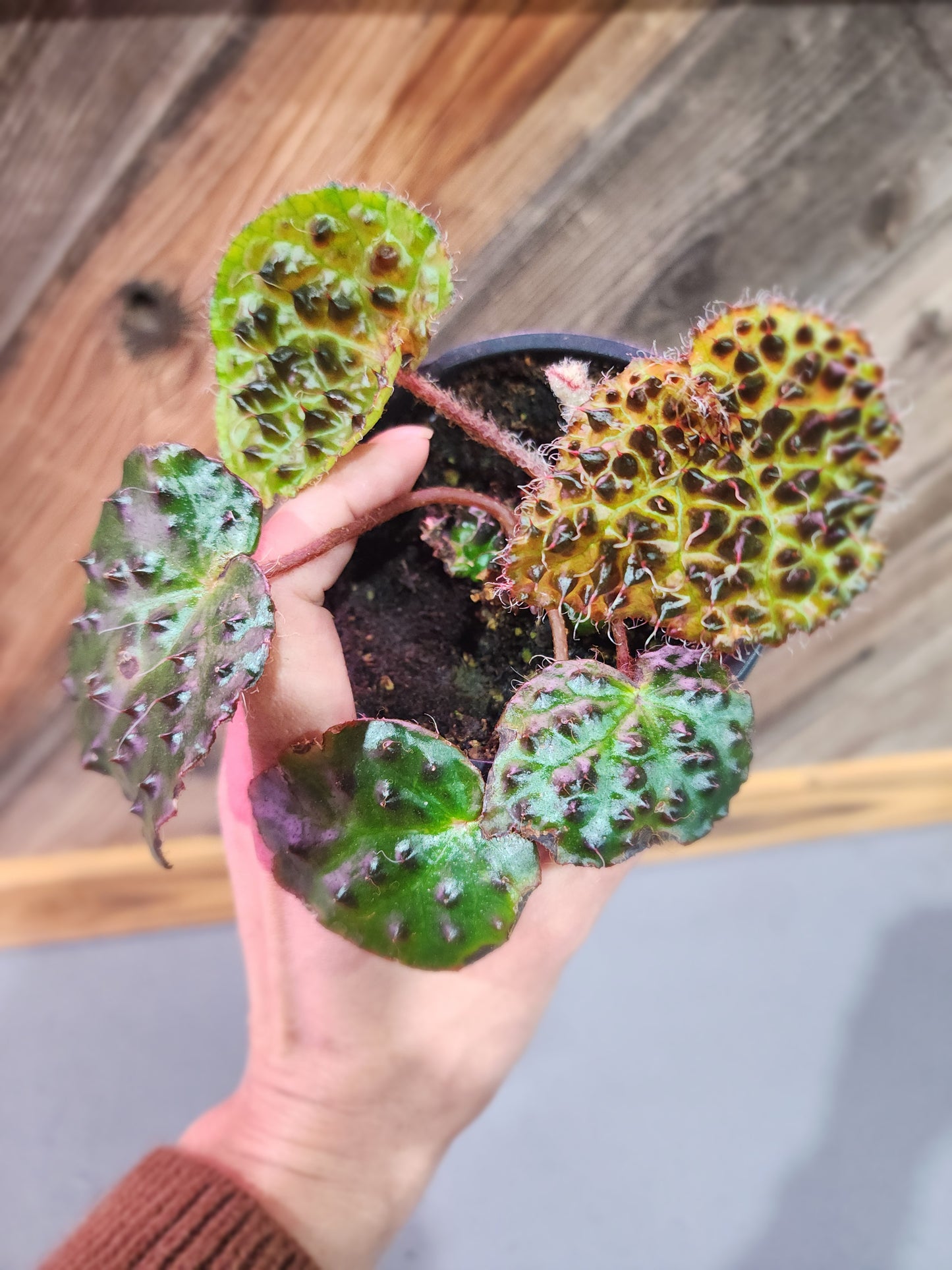 Begonia Ferox 'Fierce Begonia'