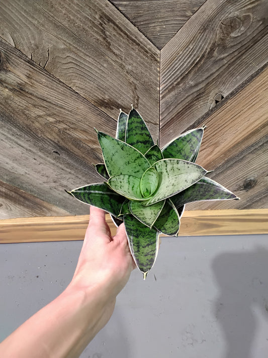 Sansevieria Trifasciata 'Hahnii' (Birds Nest Snake Plant)