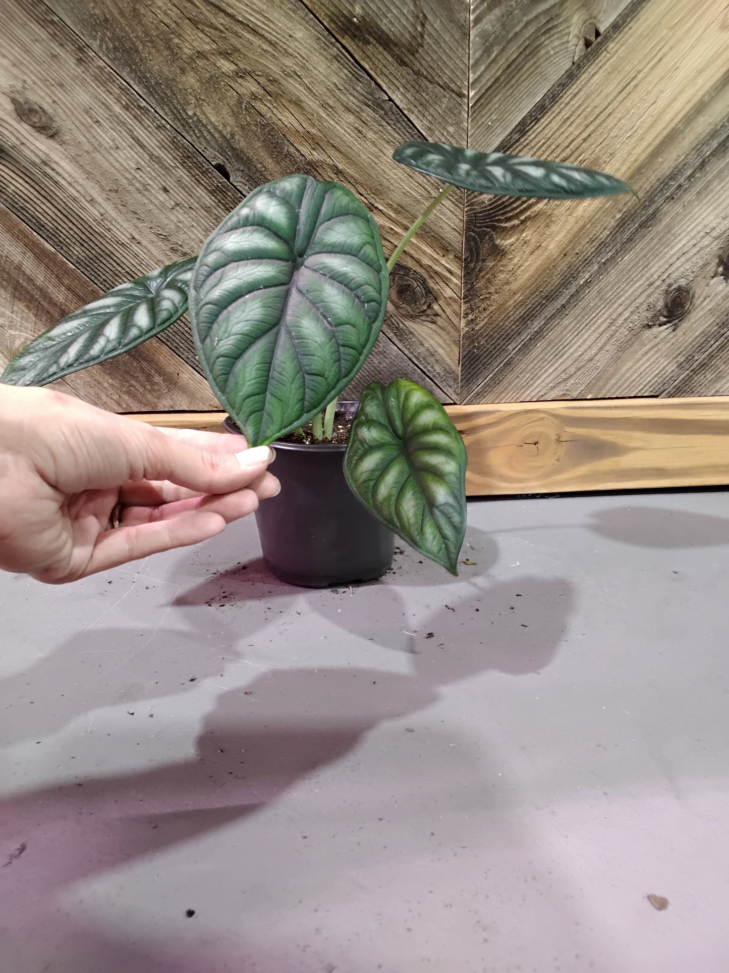 Alocasia Baginda 'Dragon Scale'